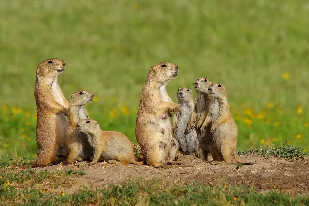 Human Animals Watch One Last Doc