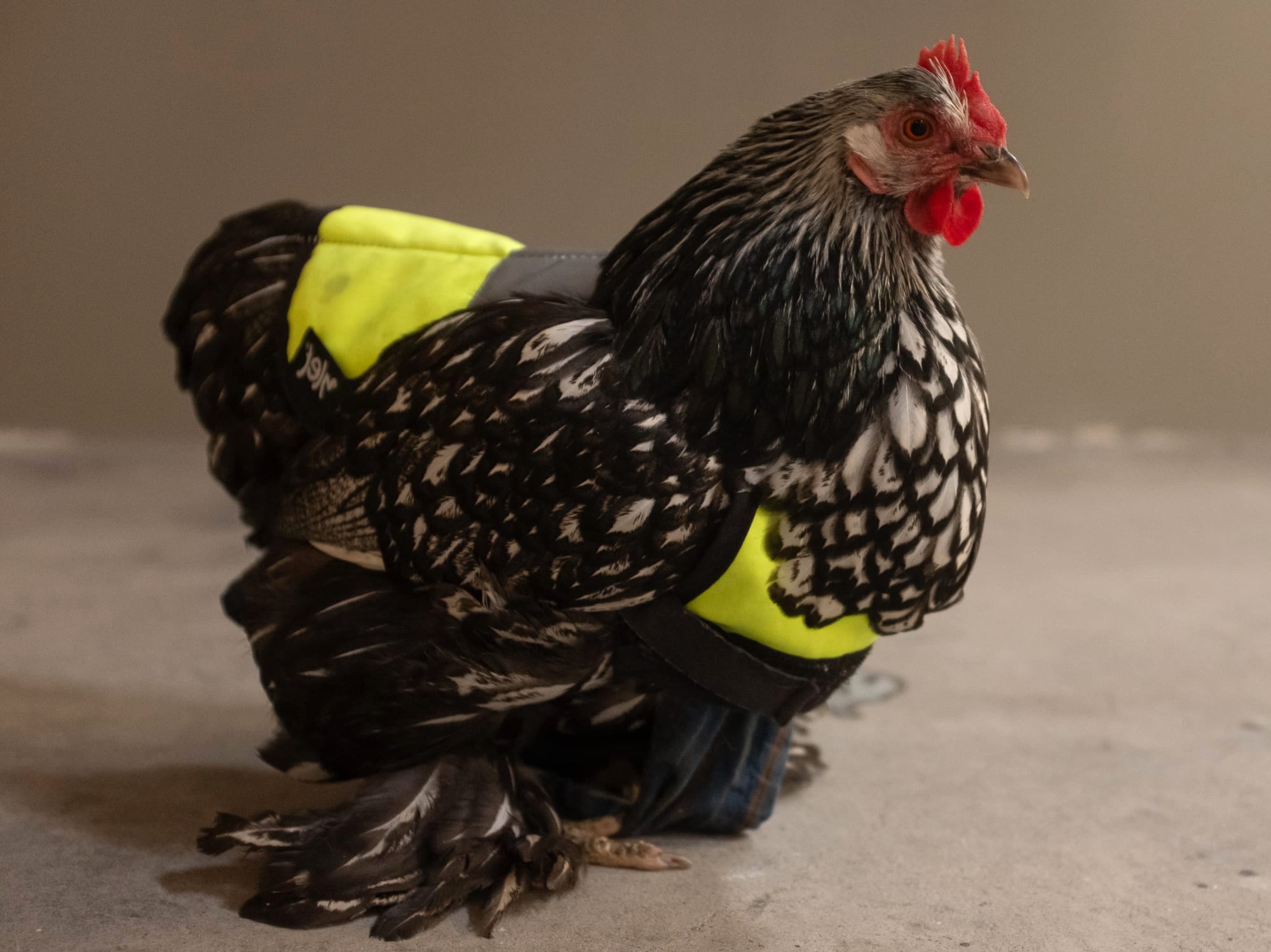 Orchard Welcomes Fresh Flock