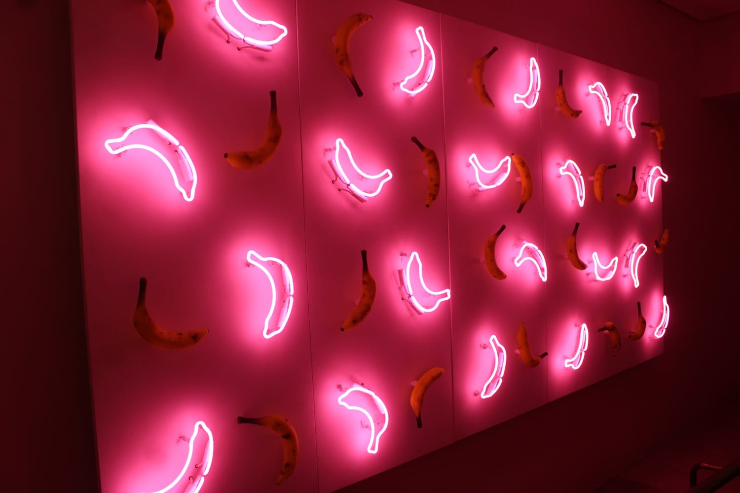 The Docent & The Goose Feathers