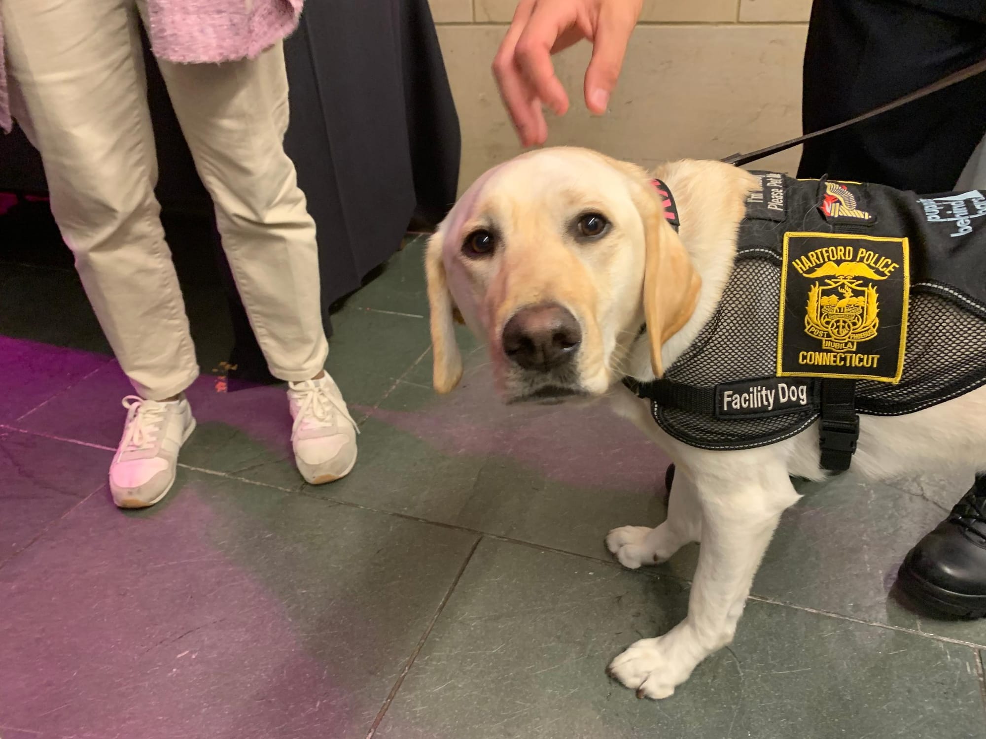 Twain House Hosts A Worthy Paws (Cause)