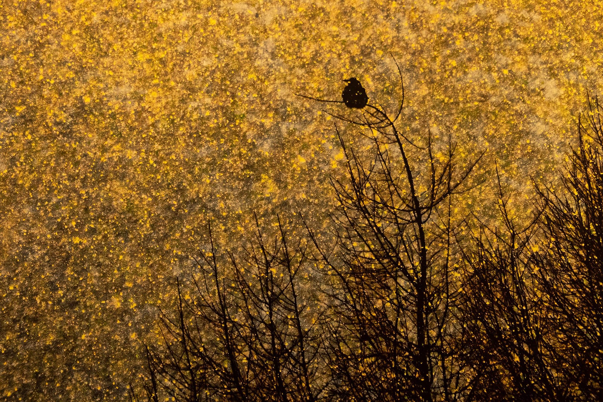 Things Delicate and Fierce: Xuan Hui Ng at the Griffin Museum of Photography