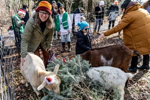 The Goats of Christmas Past