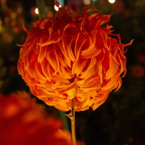 In Lit-Up Darkness, Gardens Pulsate With New Life